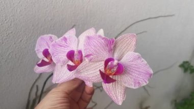 footage of the Phalaenopsis Yu-Pin Fireworks Big-Lip Moth Orchid.