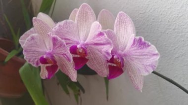 footage of the Phalaenopsis Yu-Pin Fireworks Big-Lip Moth Orchid.
