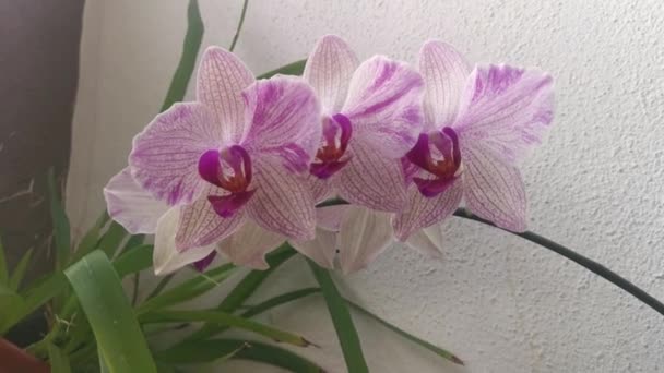 Footage Phalaenopsis Pin Fireworks Big Lip Moth Orchid — Stock video