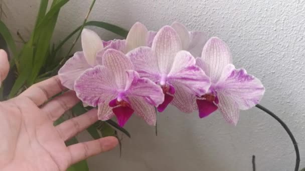 Bilder Från Phalaenopsis Pin Fireworks Big Lip Moth Orchid — Stockvideo