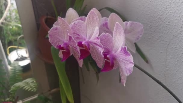 Footage Phalaenopsis Pin Fireworks Big Lip Moth Orchid — Stok video