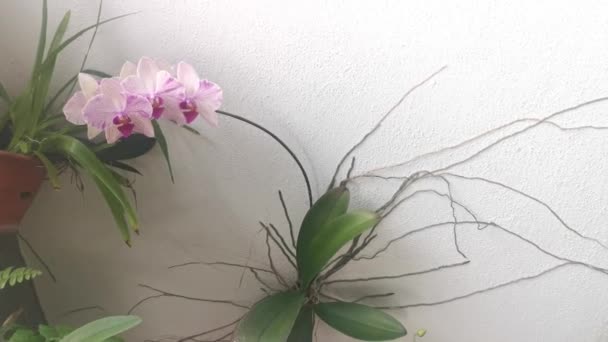 Footage Phalaenopsis Pin Fireworks Big Lip Moth Orchid — 비디오