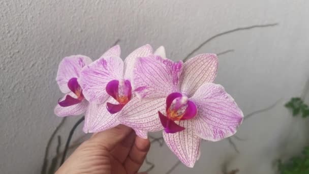 Footage Phalaenopsis Pin Fireworks Big Lip Moth Orchid — Stockvideo