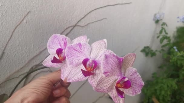 Footage Phalaenopsis Pin Fireworks Big Lip Moth Orchid — Αρχείο Βίντεο