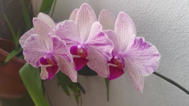 Footage Phalaenopsis Pin Fireworks Big Lip Moth Orchid — Stok video
