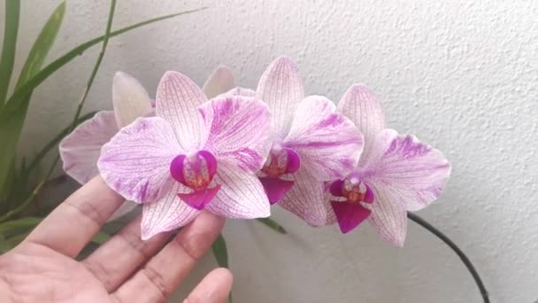 Съемки Фейерверка Фаленопсис Пин Биг Лип Мот Орхидея — стоковое видео