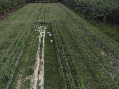 aerial scene of a man standing at pathway around the agriculture farmland 