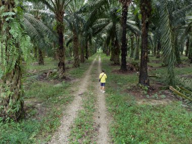 aerial scene of a man standing at pathway around the agriculture farmland 