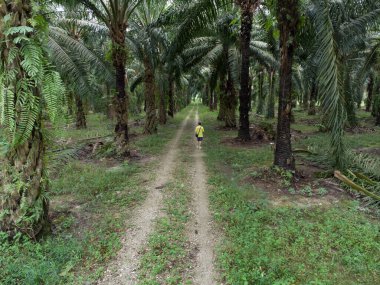 aerial scene of a man standing at pathway around the agriculture farmland 
