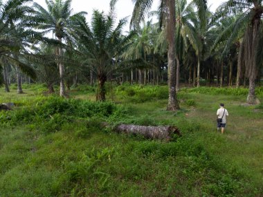 aerial scene of a man standing at pathway around the agriculture farmland 