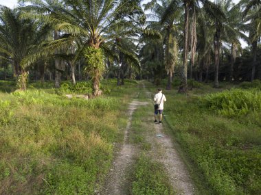 aerial scene of a man standing at pathway around the agriculture farmland 