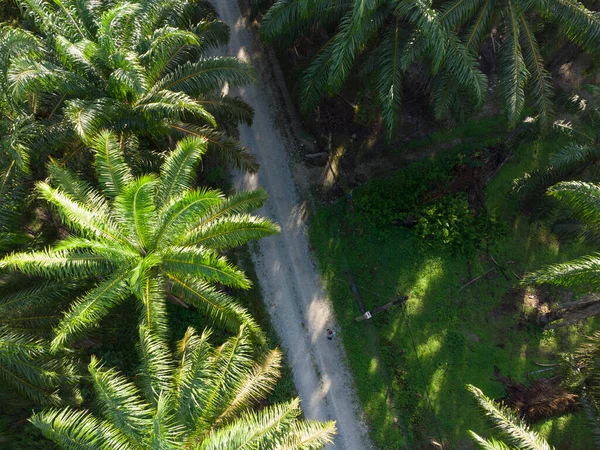 Aerial Scene Pathway Agriculture Farmland — Photo
