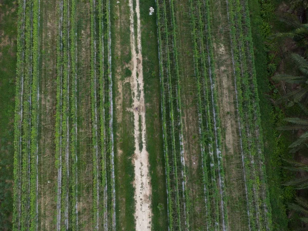 Letecká Scéna Cesta Kolem Zemědělské Půdy — Stock fotografie