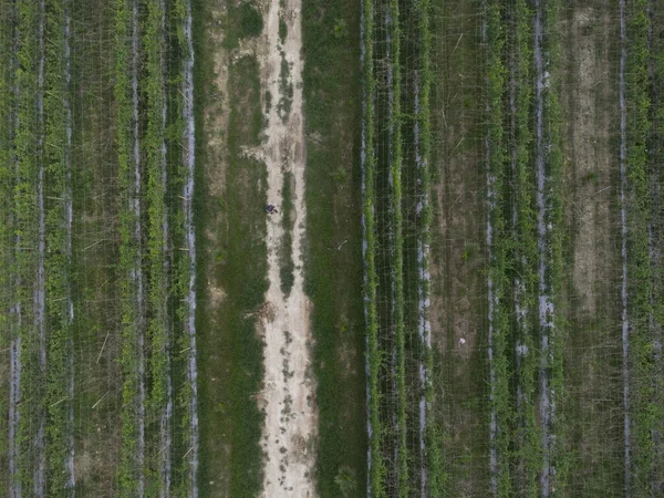 农业耕地周围的空中景观路径 — 图库照片