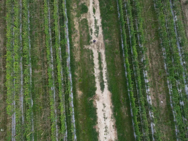 Letecká Scéna Muže Stojícího Cestě Kolem Zemědělské Půdy — Stock fotografie