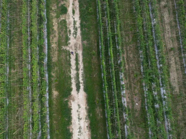 空中场景 一个男人站在农田周围的小径上 — 图库照片