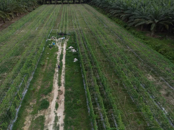 Aerial Scene Man Standing Pathway Agriculture Farmland — Fotografia de Stock