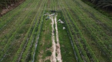 man taking quick shots mode with his drone at the pathway on the agriculture farmland 
