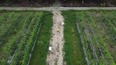man taking quick shots mode with his drone at the pathway on the agriculture farmland 