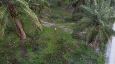 man taking quick shots mode with his drone at the pathway on the agriculture farmland 