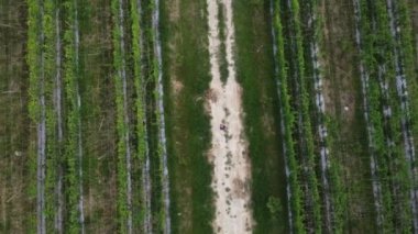 man taking quick shots mode with his drone at the pathway on the agriculture farmland 