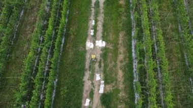 man taking quick shots mode with his drone at the pathway on the agriculture farmland 