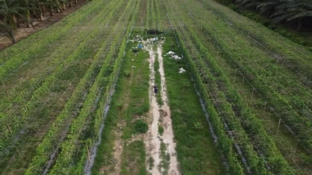 男子在农田的小径上用无人机快速射击 — 图库视频影像