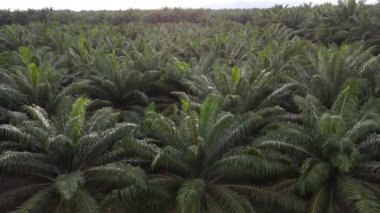 boş tarım arazisi çevresindeki güzel altın saat hava manzarası 