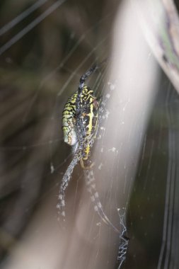 Sarı bahçe örümceği ve ağda asılı yumurta kesesi.