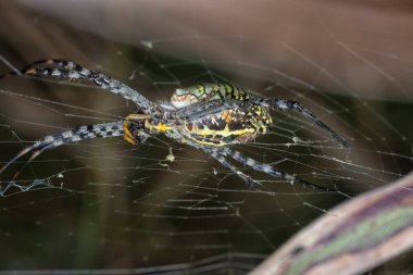 Sarı bahçe örümceği ve ağda asılı yumurta kesesi.