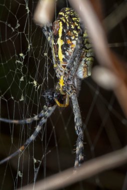 Sarı bahçe örümceği ve ağda asılı yumurta kesesi.