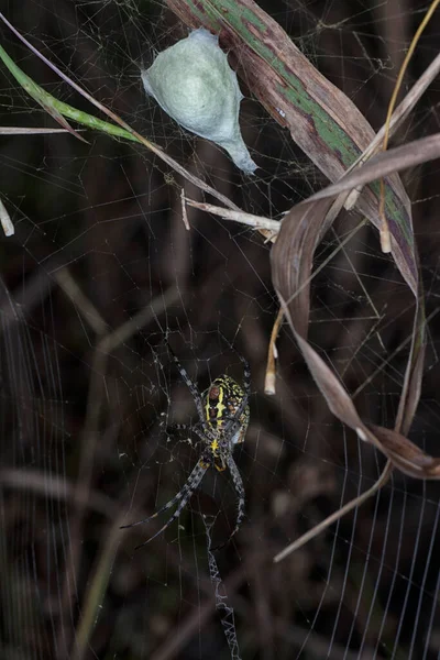 Yellow Garden Spider Egg Sac Hanging Web — Stock Photo, Image