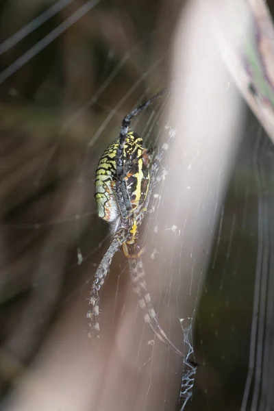 Yellow Garden Spider Egg Sac Hanging Web — 스톡 사진