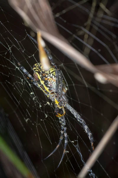 Spider Giardino Giallo Sacco Uovo Appeso Sul Web — Foto Stock