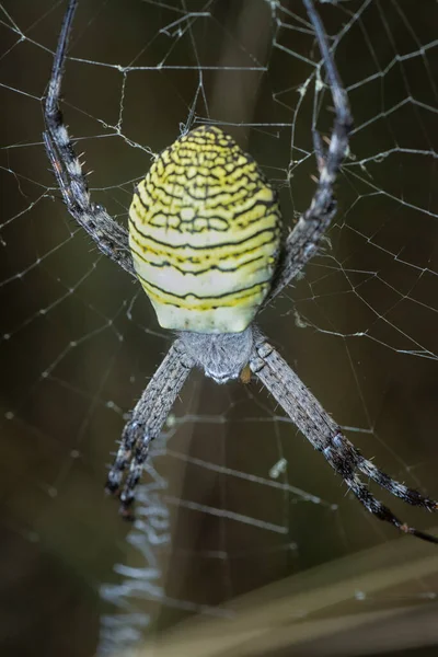 Κίτρινη Αράχνη Στον Κήπο Και Αυγό Που Κρέμεται Στο Διαδίκτυο — Φωτογραφία Αρχείου