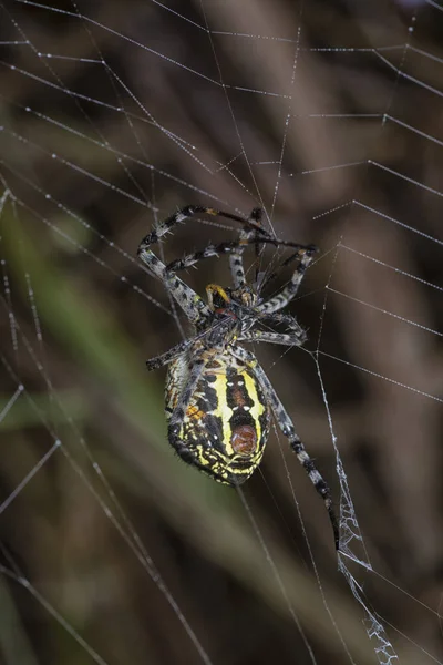 Yellow Garden Spider Egg Sac Hanging Web — Stock Photo, Image