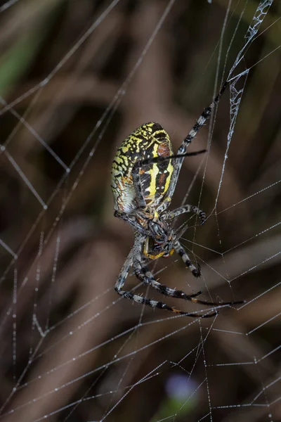 Жовтий Садовий Павук Яєчний Мішок Висить Інтернеті — стокове фото