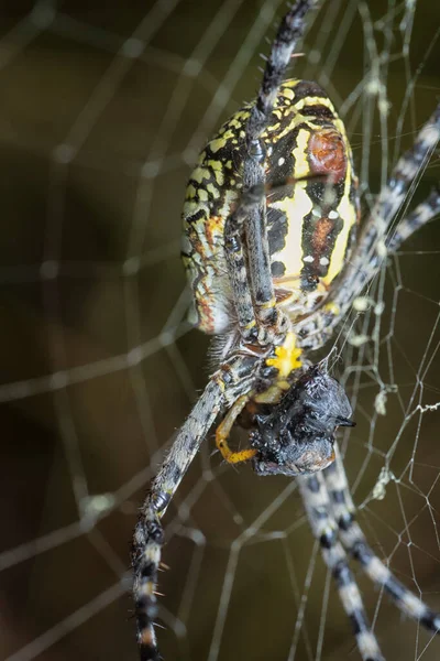 Gelbe Gartenspinne Und Der Eierbeutel Der Netz Hängt — Stockfoto
