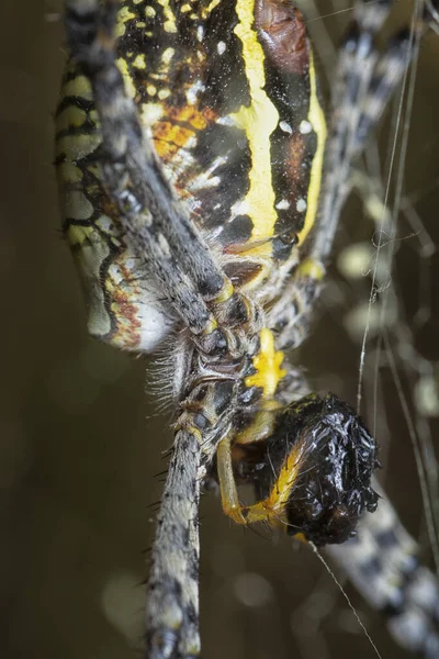 Araña Amarilla Del Jardín Saco Huevo Colgando Tela —  Fotos de Stock