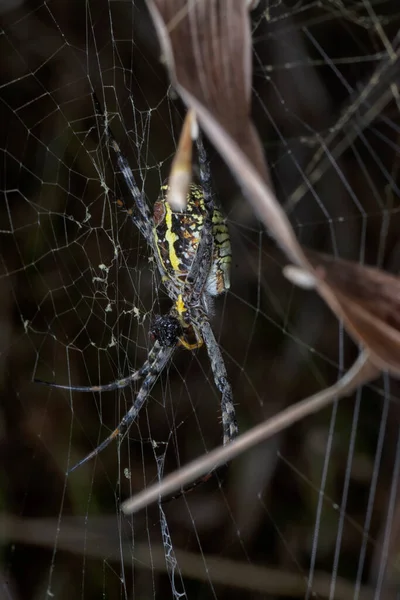 Žlutý Zahradní Pavouk Vaječný Vak Visící Pavučině — Stock fotografie