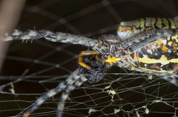 Sarı Bahçe Örümceği Ağda Asılı Yumurta Kesesi — Stok fotoğraf