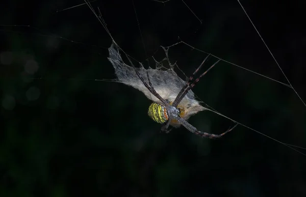 Araña Amarilla Del Jardín Saco Huevo Colgando Tela —  Fotos de Stock