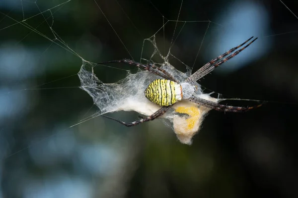 Yellow Garden Spider Egg Sac Hanging Web — 스톡 사진