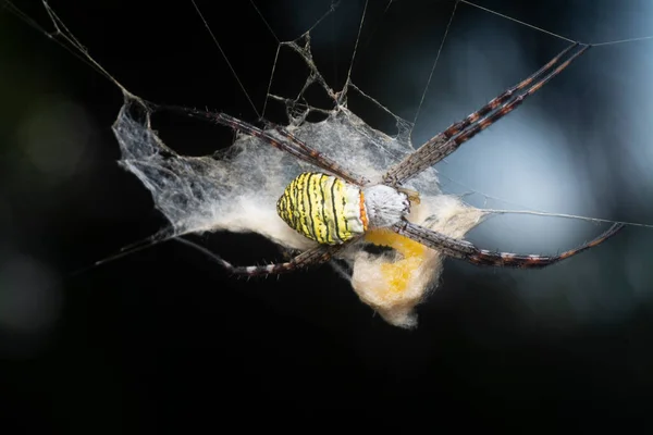 黄色的花园蜘蛛和挂在网上的蛋囊 — 图库照片