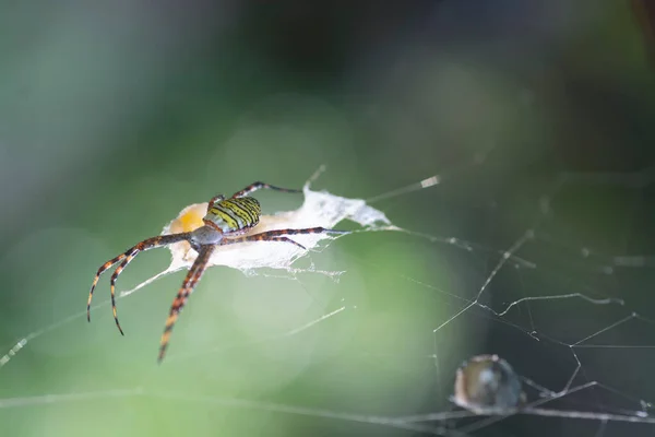 Spider Giardino Giallo Sacco Uovo Appeso Sul Web — Foto Stock