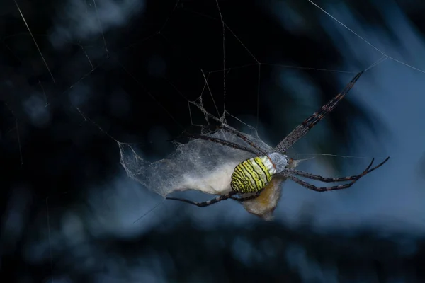 黄色の庭のクモと卵嚢は ウェブ上にぶら下がっている — ストック写真