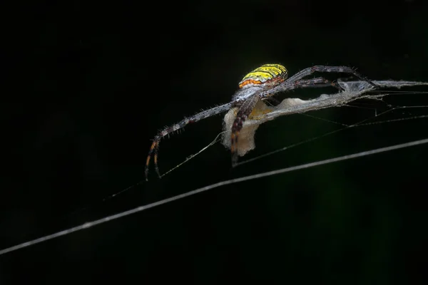 黄色の庭のクモと卵嚢は ウェブ上にぶら下がっている — ストック写真