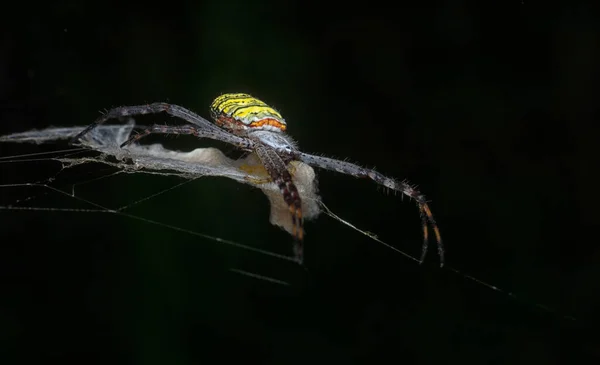 黄色的花园蜘蛛和挂在网上的蛋囊 — 图库照片