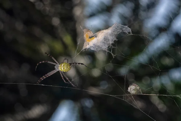 Gelbe Gartenspinne Und Der Eierbeutel Der Netz Hängt — Stockfoto