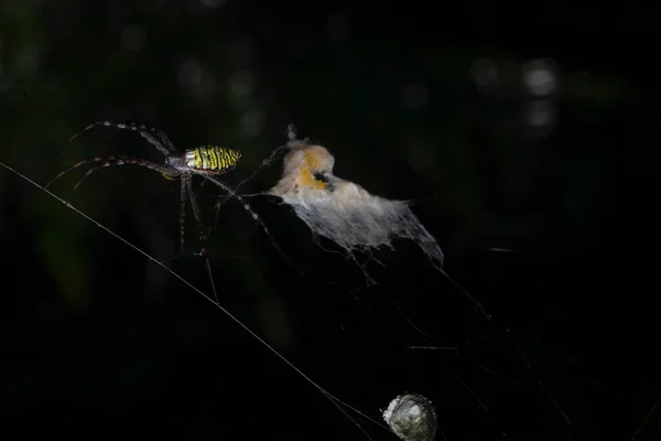 Κίτρινη Αράχνη Στον Κήπο Και Αυγό Που Κρέμεται Στο Διαδίκτυο — Φωτογραφία Αρχείου